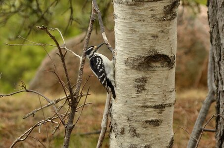 Tree birch nature