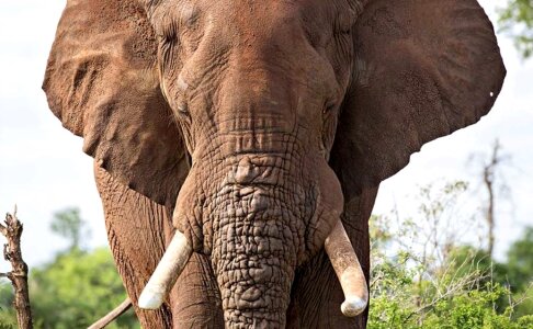 Africa tusk photo