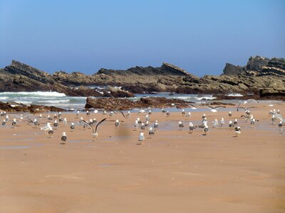 Alentejo birds seagulls photo