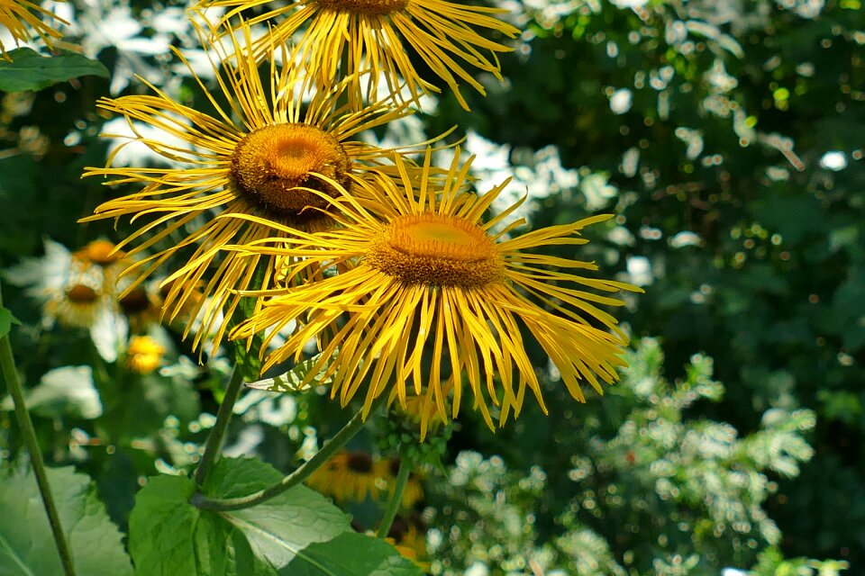 Close up flower plant