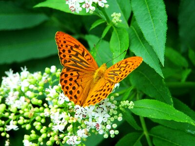 Pearl moth insect nature