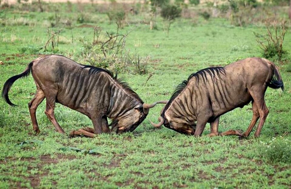 Wildebeest grassland