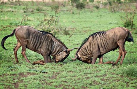 Wildebeest grassland