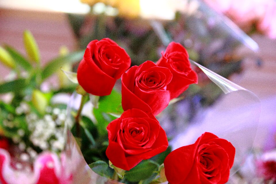Roses red