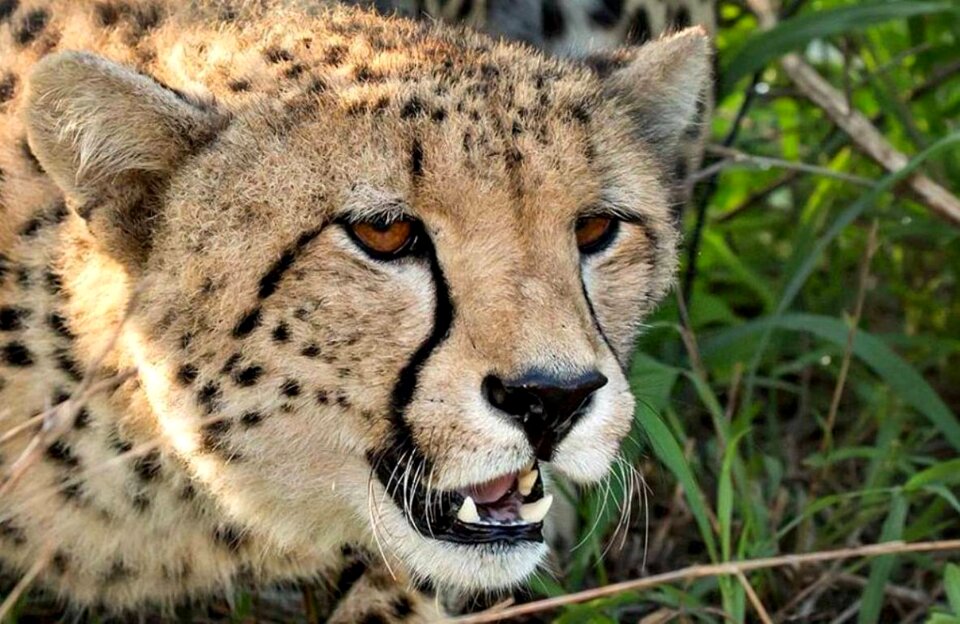 Africa predator