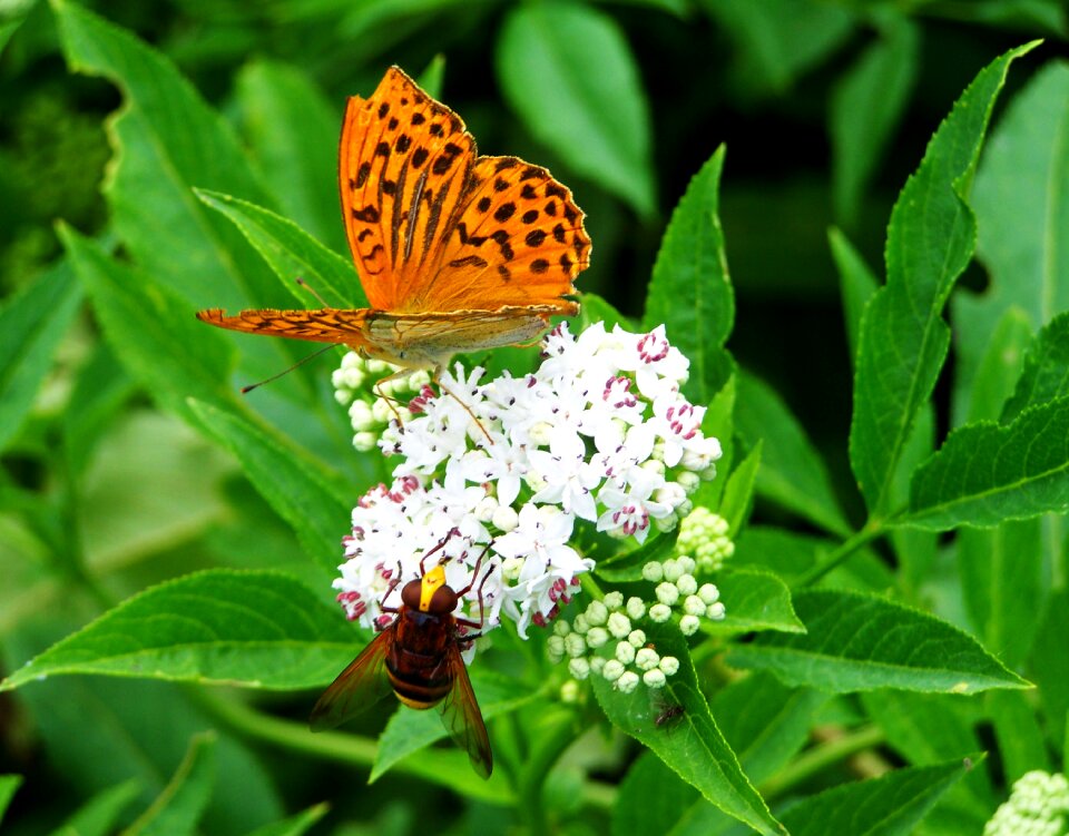 Pearl moth insect nature