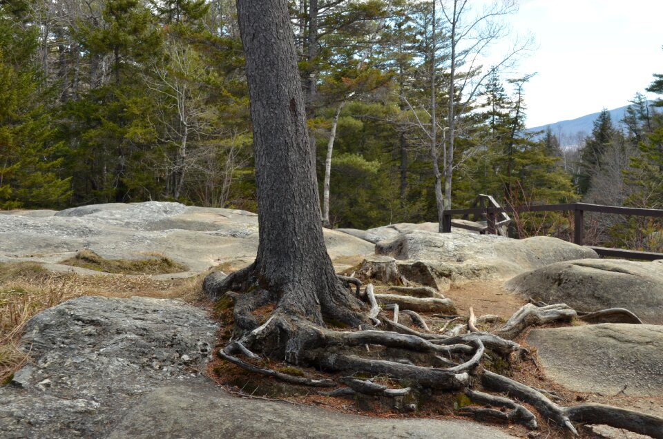 Rock bald landscape