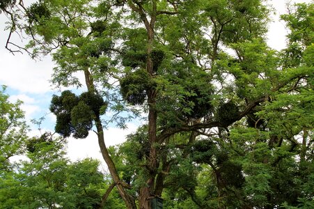 The tradition of healing plant
