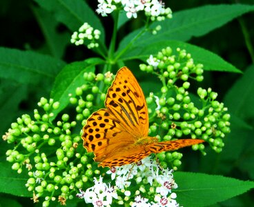 Pearl moth insect nature