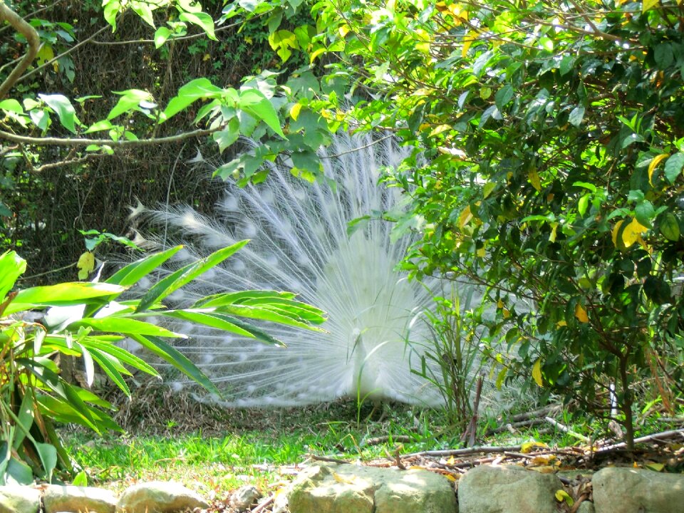Courtship pet peacock