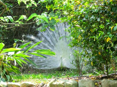 Courtship pet peacock
