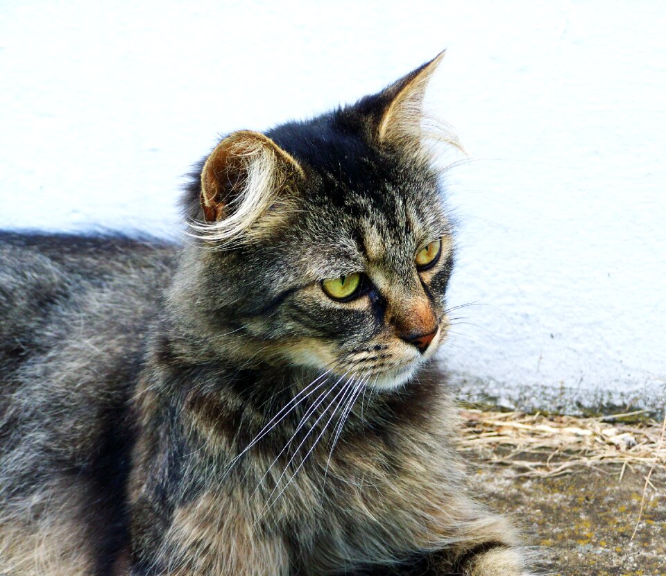 Domestic cat tabby pets