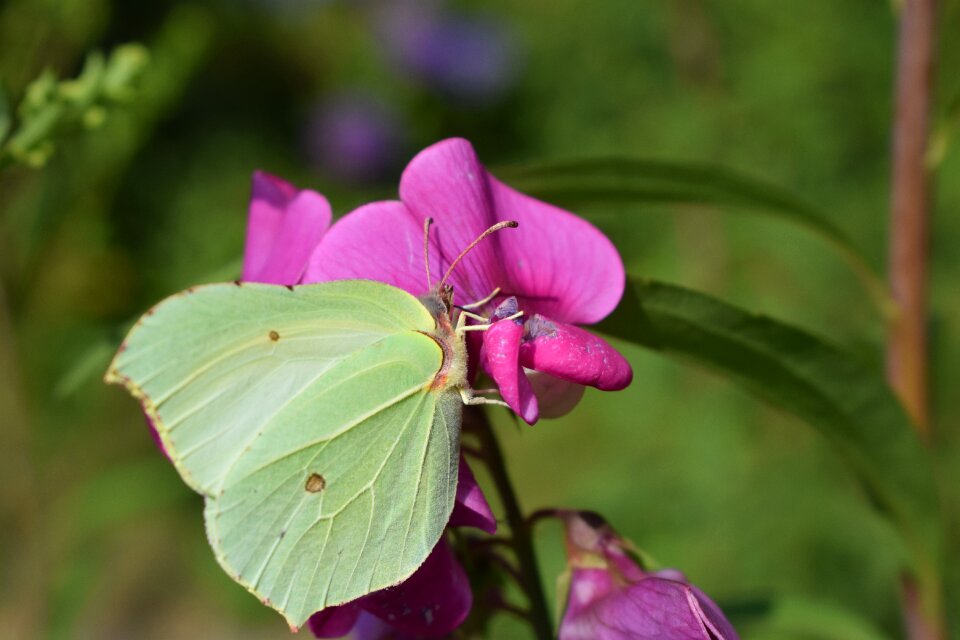 Insect nature summer