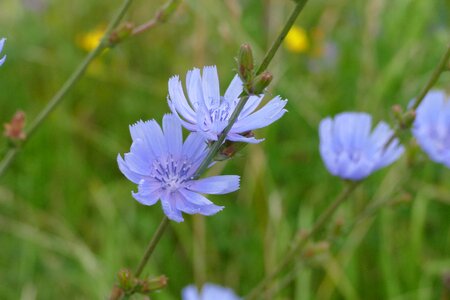 Nature blue flower