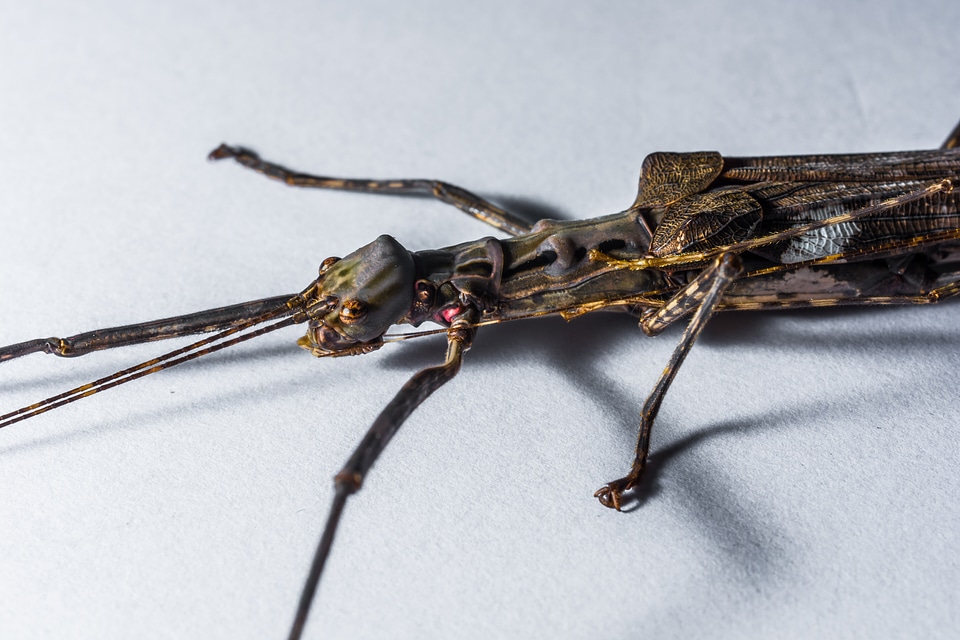 Ghost insect scare close up