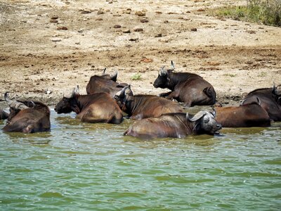 Uganda watering hole animals photo