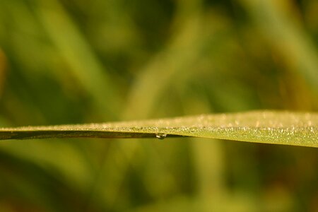 Background abstract nature