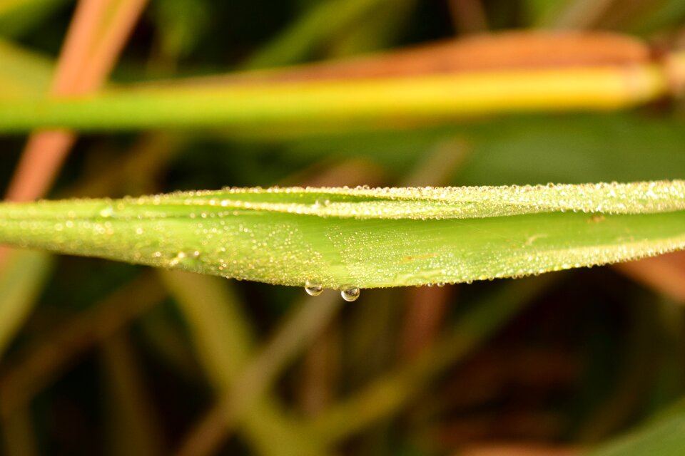 Background abstract nature