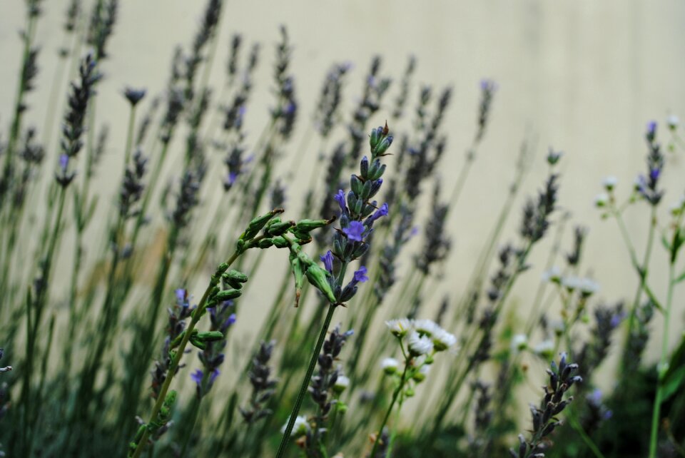 Summer medicinal bed
