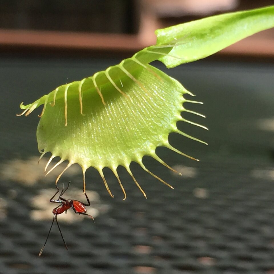 Venus fly trap plant