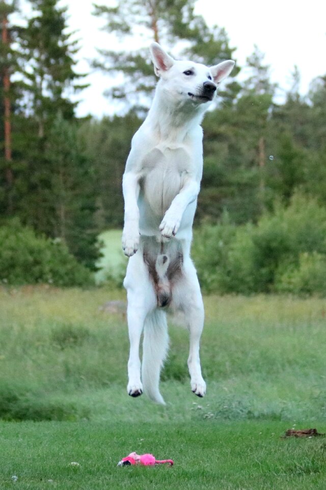 White shepherd dog summer