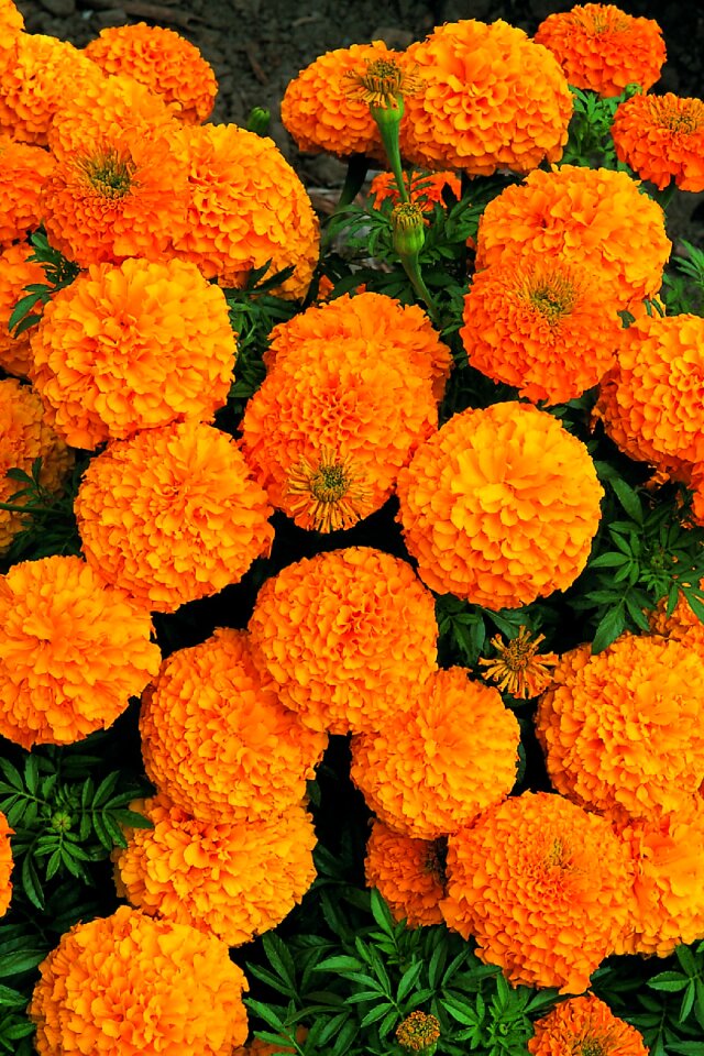 Flower dead