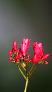 Floral plant
