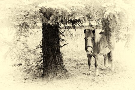 Black and white retro look wet plate