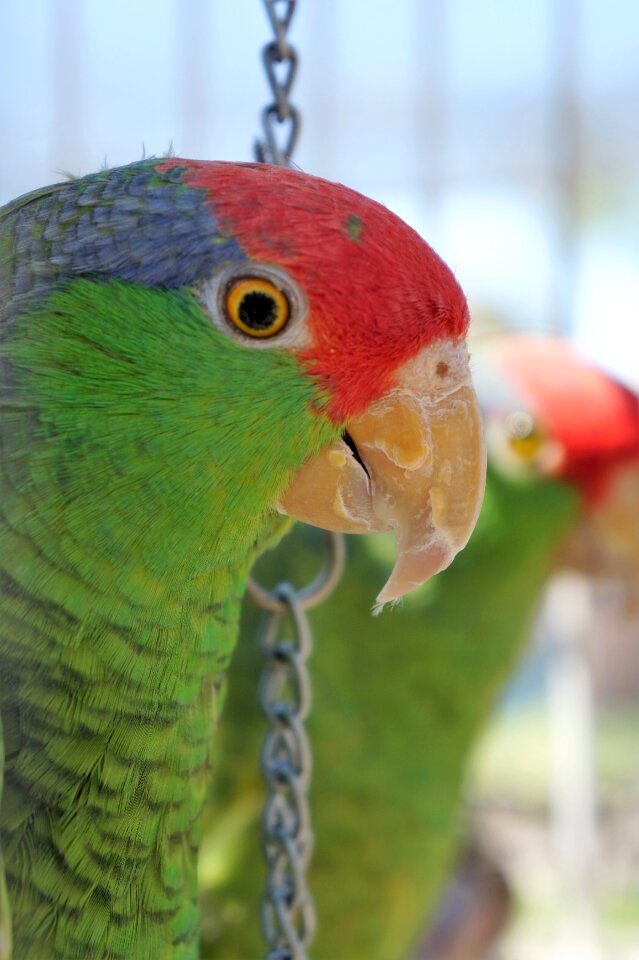 Bird lover wilderness tropical
