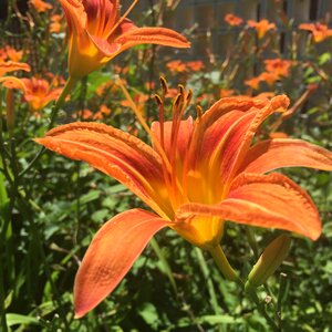 Flower orange