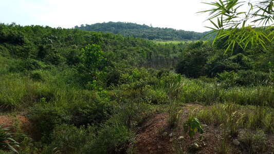 Jungle malaysia photo