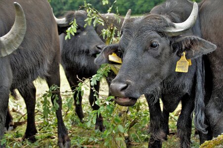 Female milk farm animal