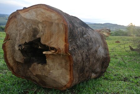 Record wood tree