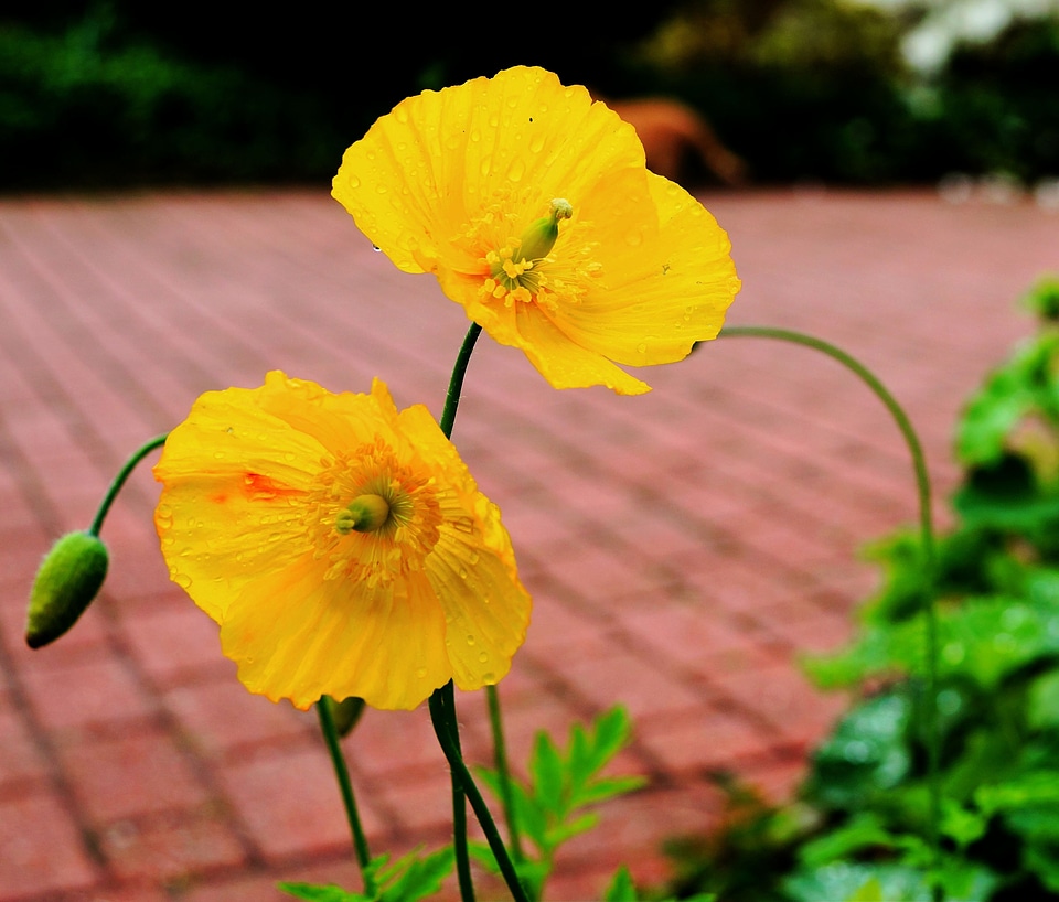 Bloom yellow close up