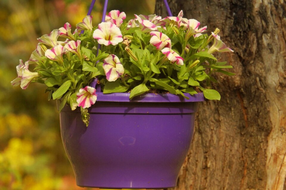 Spring flowers bloom