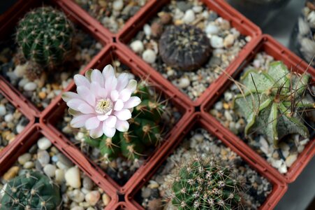 Cactus flower gymnocalycium in a pot photo