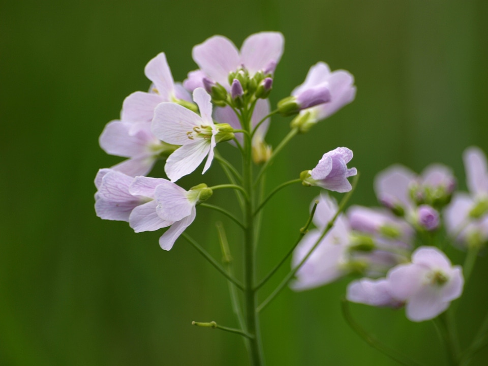 Bloom nature wild flowers