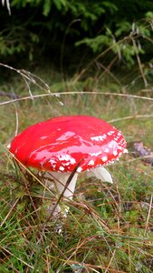 Red with white dots agaric forest photo
