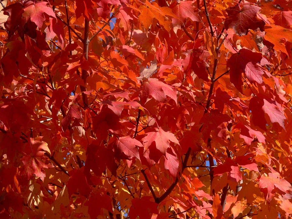 Red leaves change color red