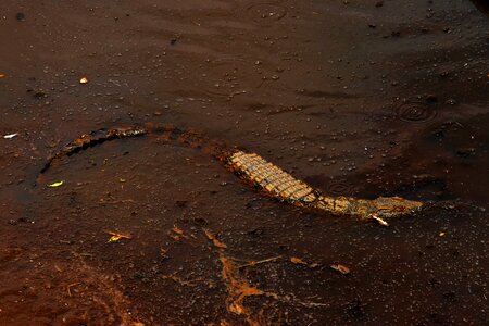 Crocodile water animal photo