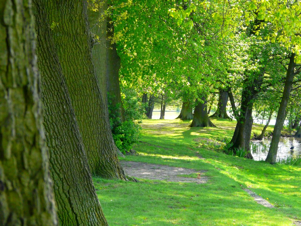 Lake lakeside green trees photo