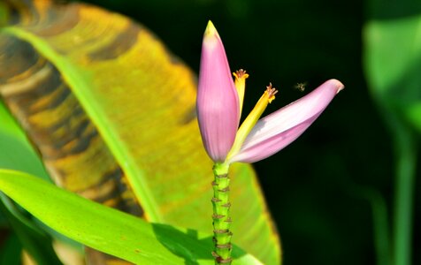 Banana flower thailand shrub