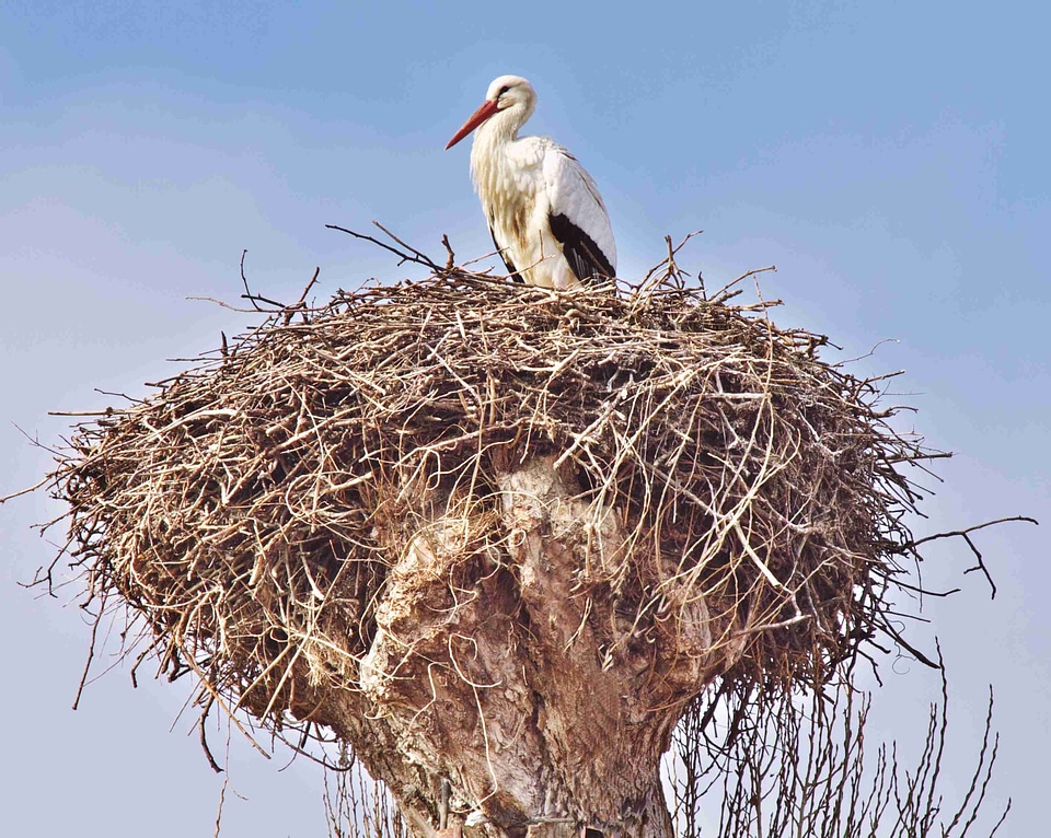 Animals storks birds