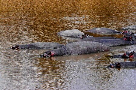 Hippopotamus water animal photo