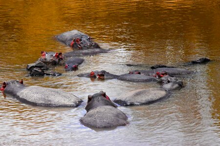 Hippopotamus water animal photo