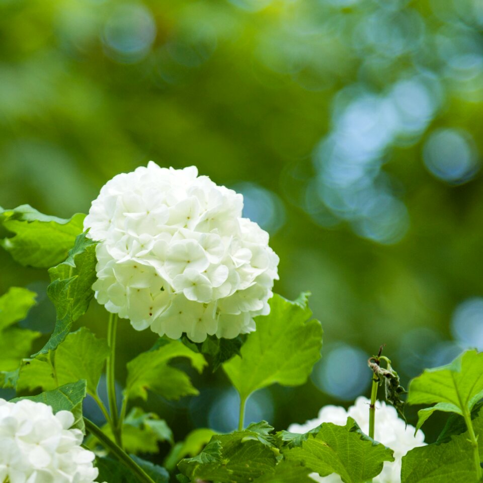 Photographic background white green