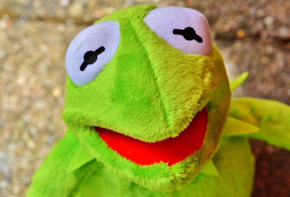 Funny frogs animal