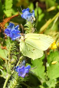 Gonepteryx rhamni insect yellow photo