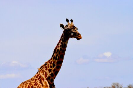 Mammal safari park photo