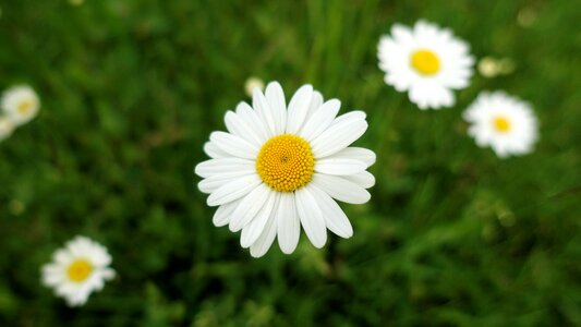 Meadow green nature